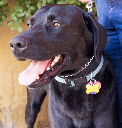 Black labs for adoption - Ages 4 - 7: $325. Ages 8 and up: $225. . The average cost to prepare a lab for adoption is over $600. At a minimum, medical exams, spay/neuter, vaccinations, bloodwork, and testing for heartworm and tick-borne diseases are over $300. We appreciate your support and look forward to helping you find your new family member.